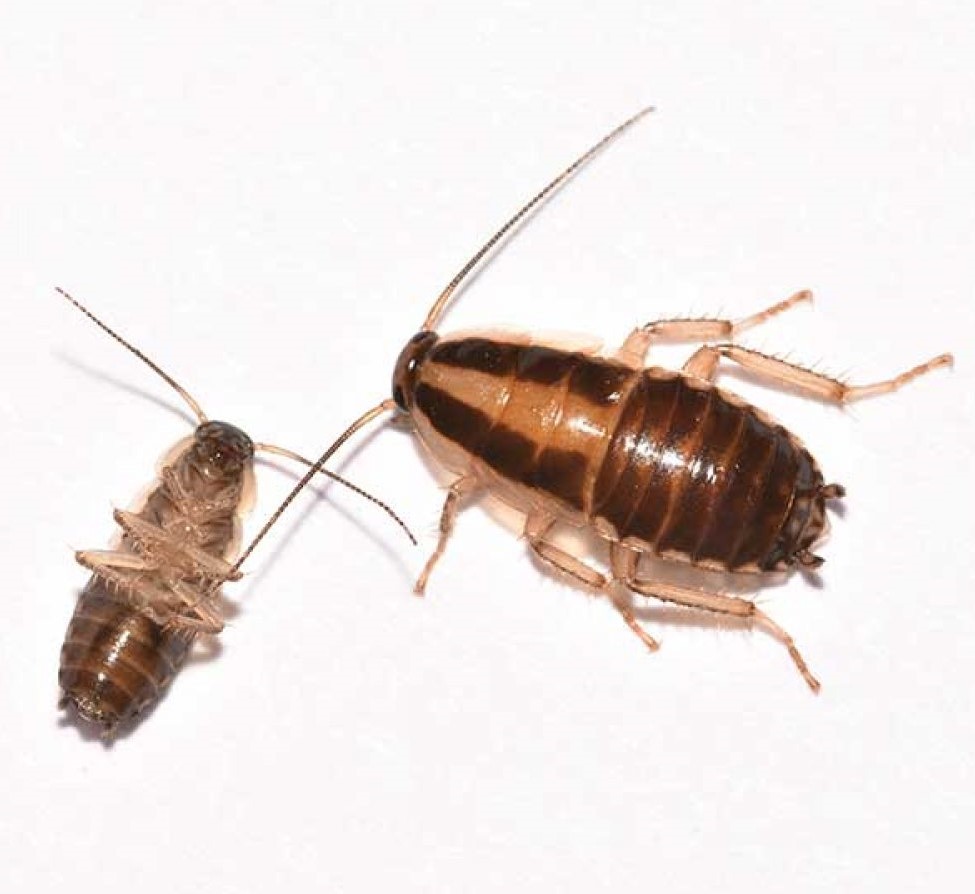 German Cockroaches
