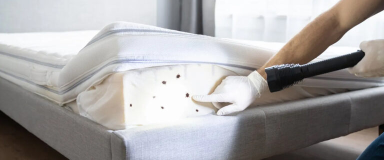 How to get rid of bed bugs at home