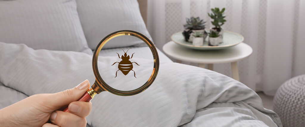 Bed bug warning signs to watch for at home