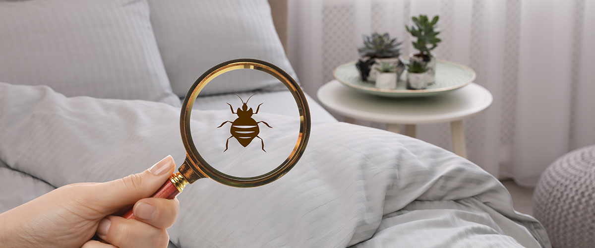 Bed Bug Warning Signs – Everything You Need to Know
