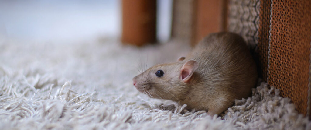 Rodent-proofing a home for winter