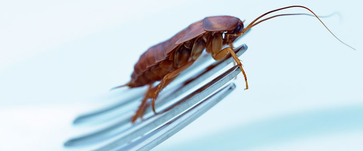 Cockroaches – Know Them To Conquer Them