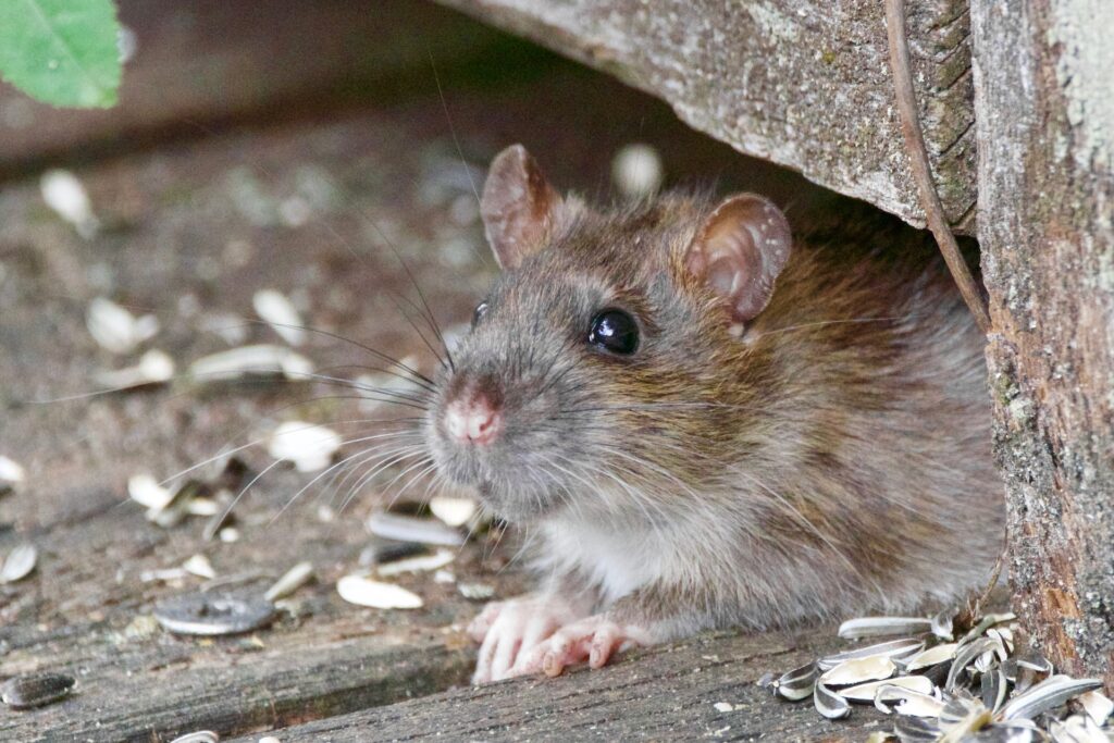 Comprehensive rodent control solution for a Houston home