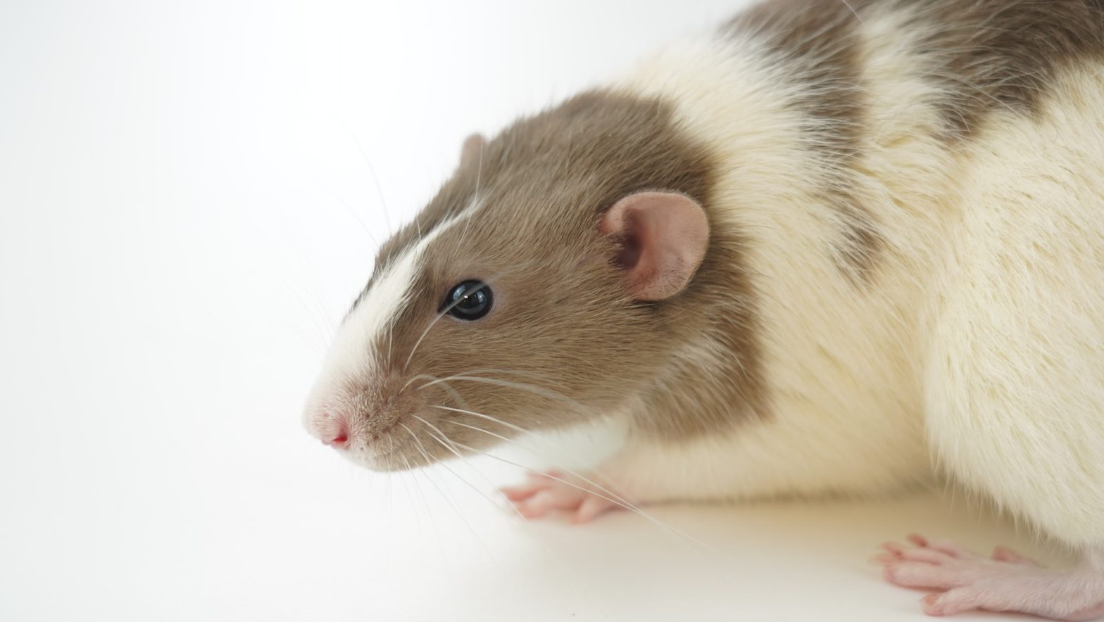 Rodent Control for Homes: Identifying, Handling, and Preventing Infestations