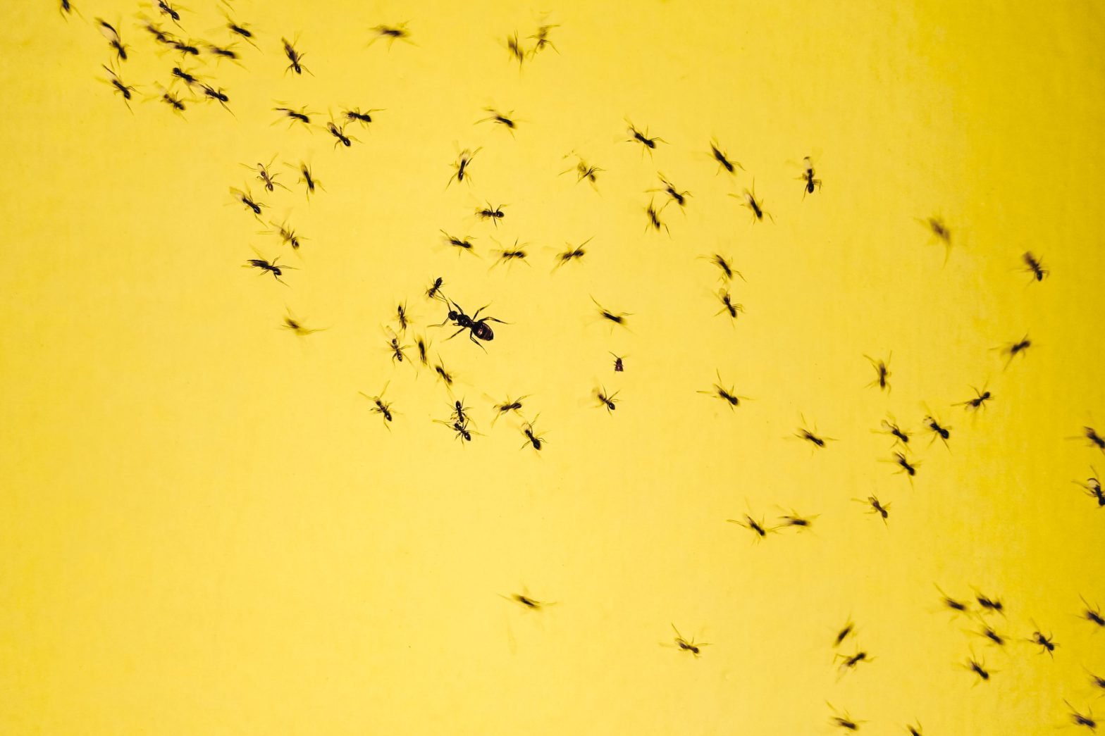 most common pests in texas homes