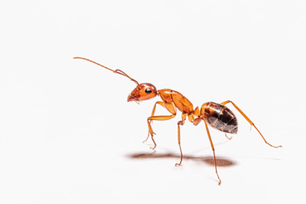 Common ant problems found in Houston homes