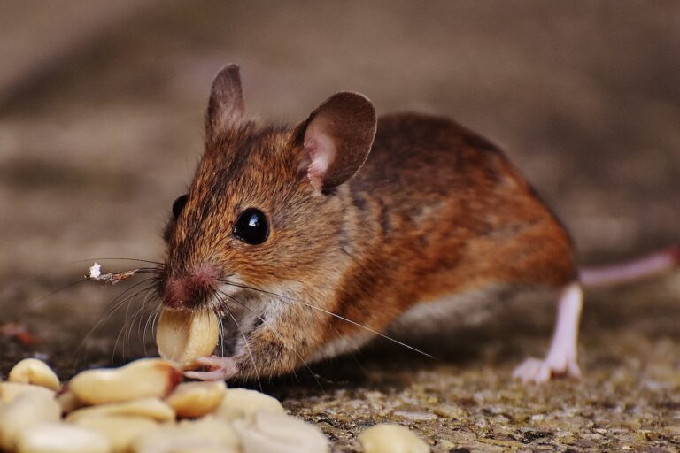Restaurant pest control inspection in Houston