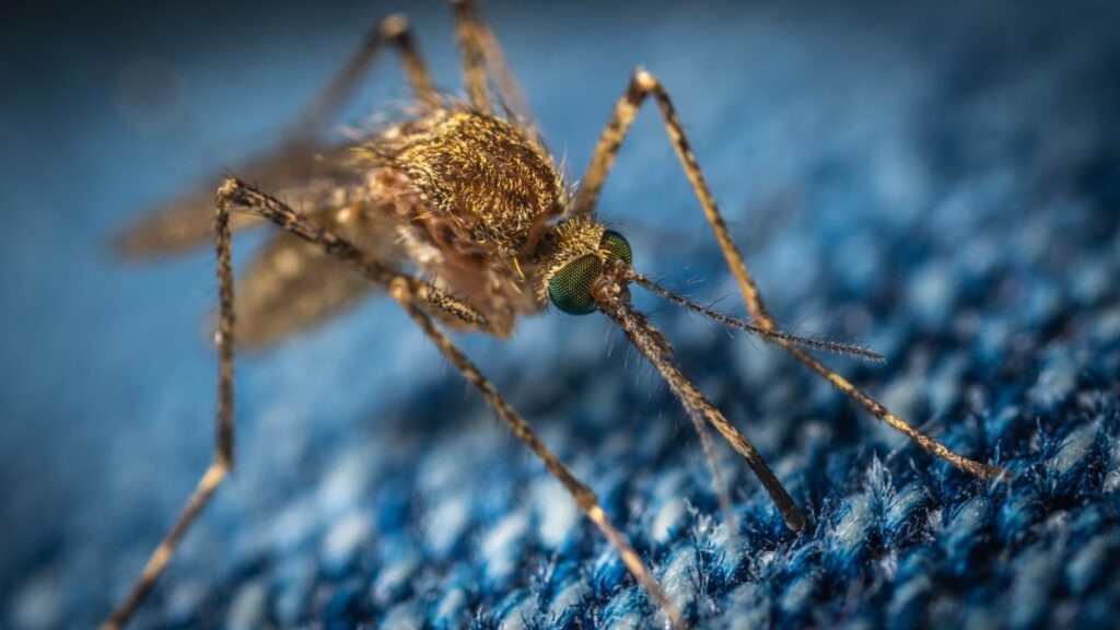 Mosquito control measures for enjoying a Houston backyard