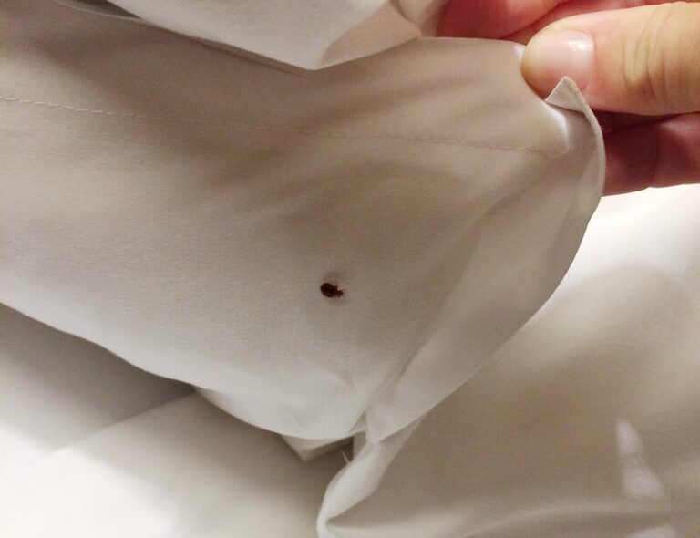 Bed bug hiding under a blanket in a Houston home