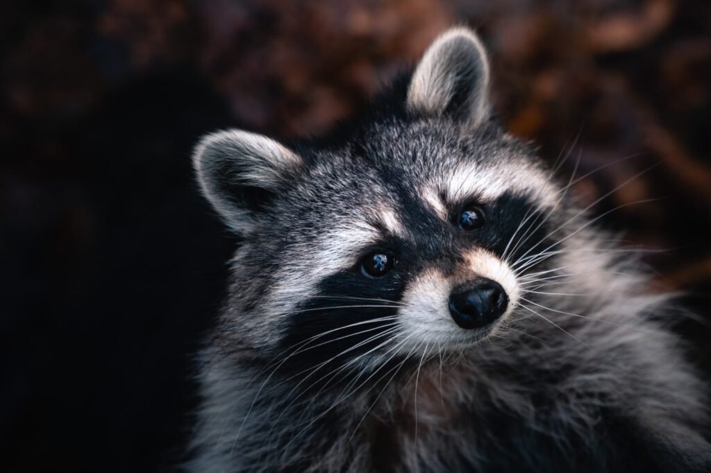 Signs of raccoon activity around a Houston home