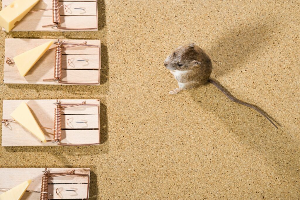Strategies for keeping a Houston kitchen rodent-free