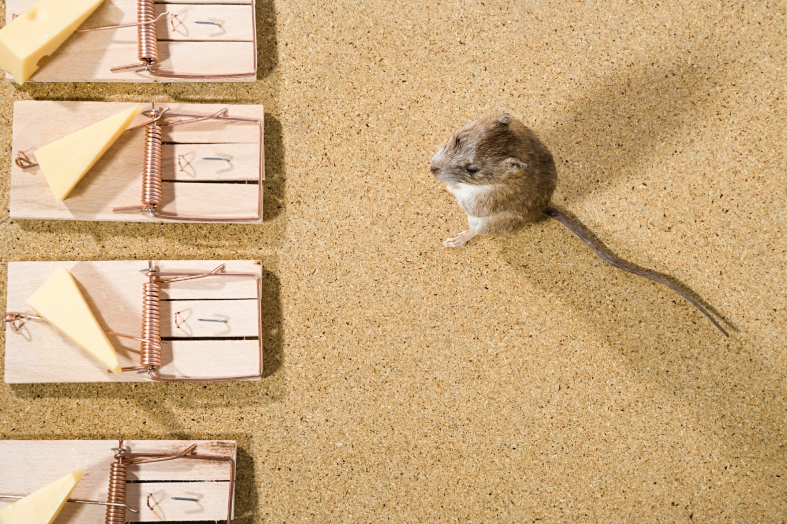 Strategies for keeping a Houston kitchen rodent-free