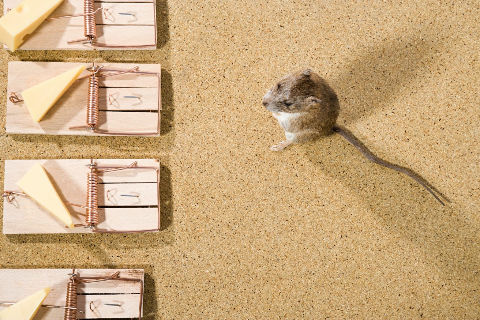 Keep Rats at Bay: Effective Strategies for a Rodent-Free Kitchen
