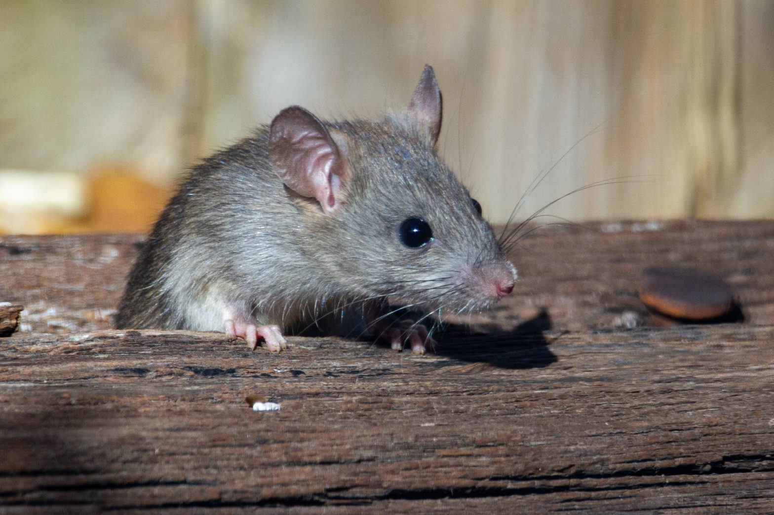 Detecting and tackling a mouse infestation at home
