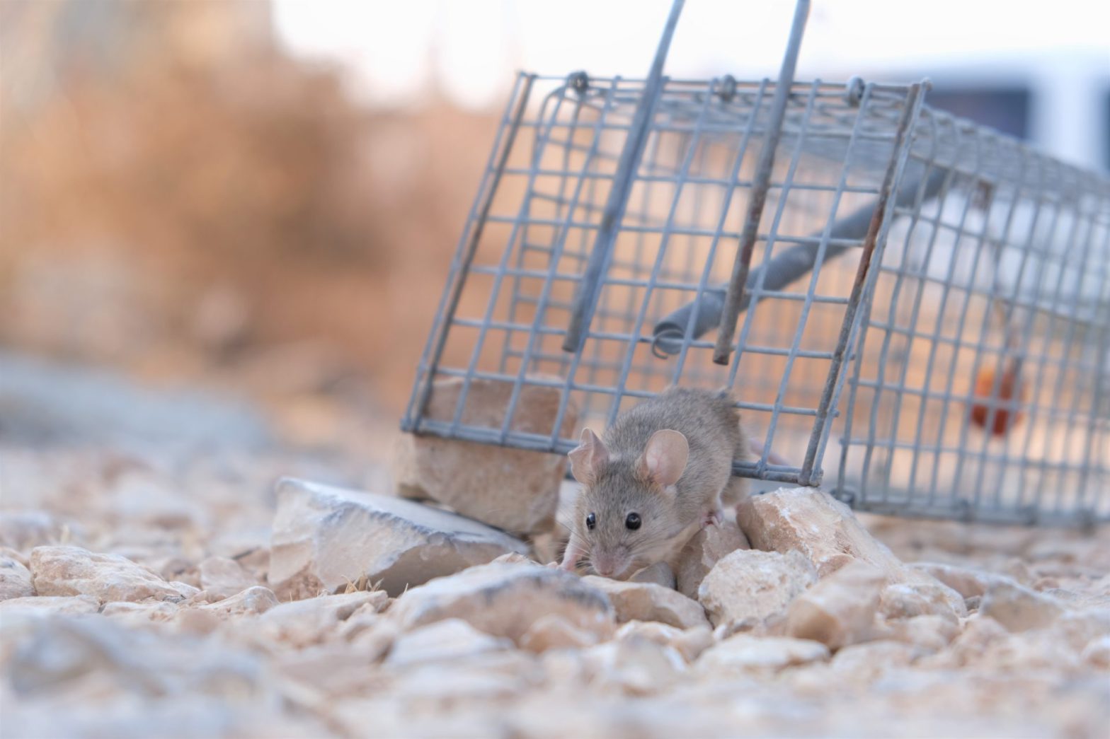 Rodent threats and solutions for a pest-free Houston home