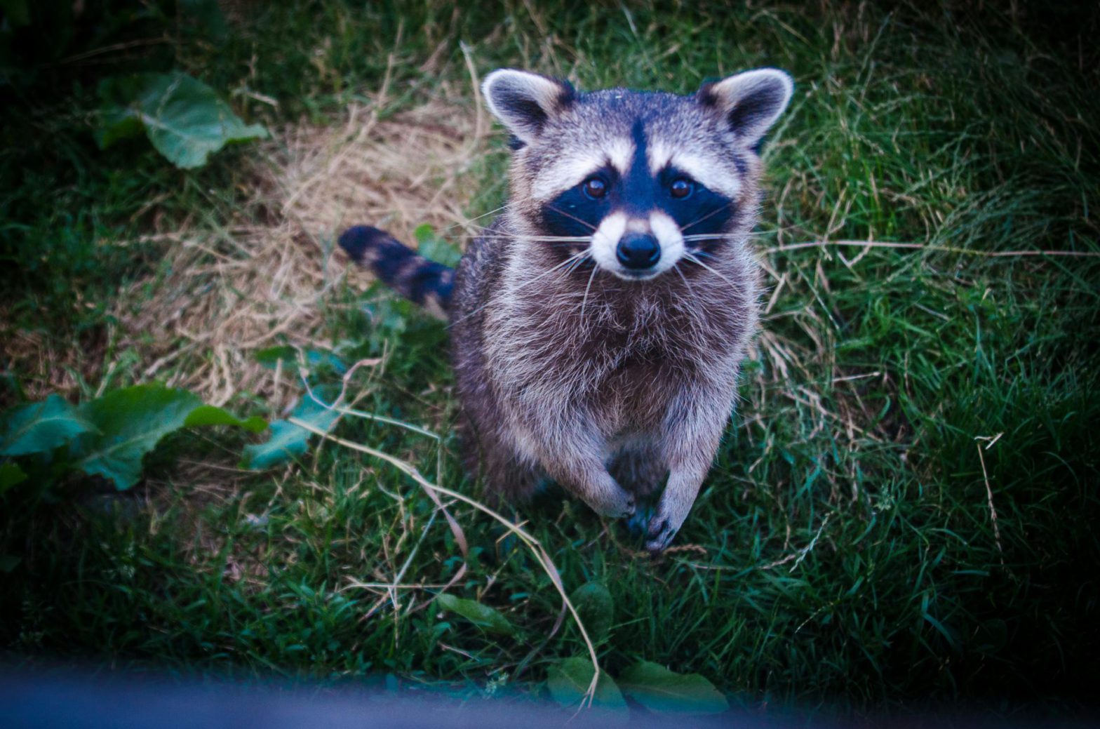 Raccoon Prevention Tips in Houston: Keep Your Home Protected