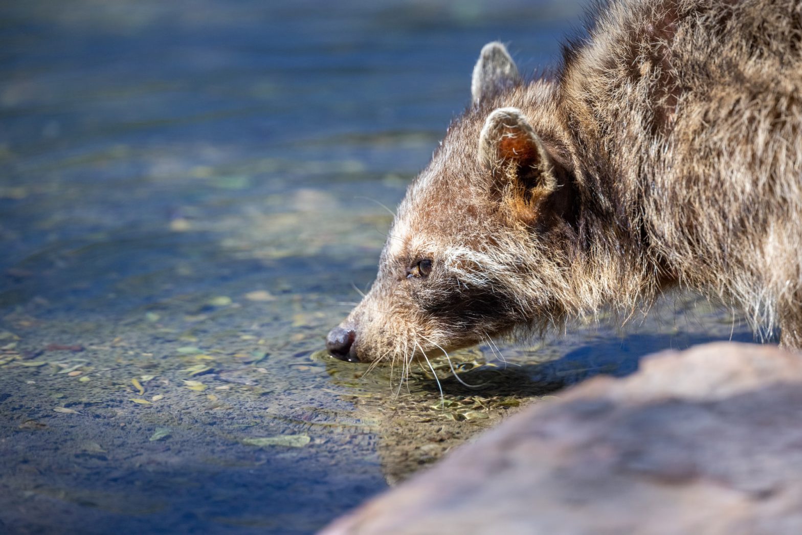 Raccoon Invasion: Identifying Signs, Dangers, and Solutions for Houston Homeowners