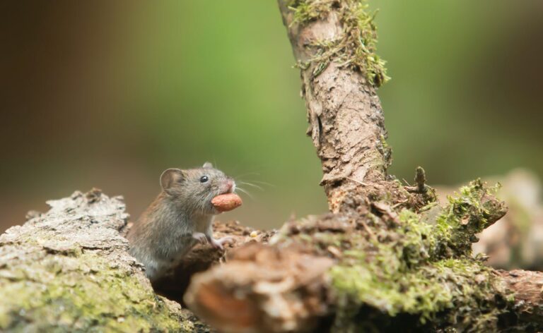Identifying rat and mouse infestations in a Houston home
