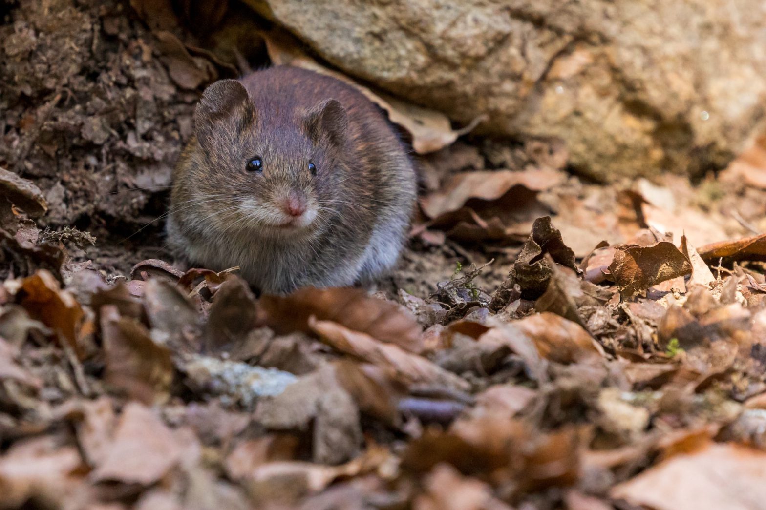8 Essential Tips to Protect Your Houston Home from Mice Invasion