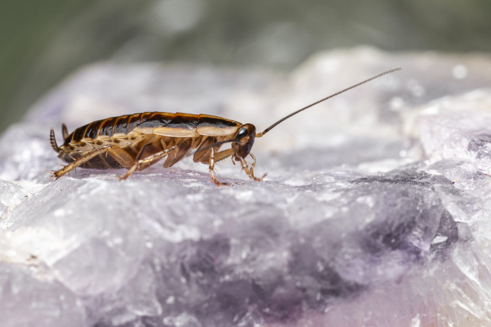 Cockroach on a kitchen counter, a common sign of infestation