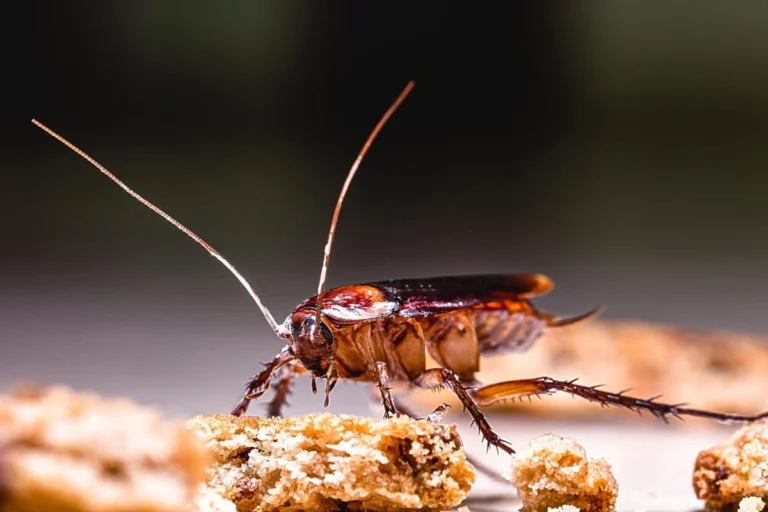 Early Warning Signs Of A Cockroach Infestation At Home