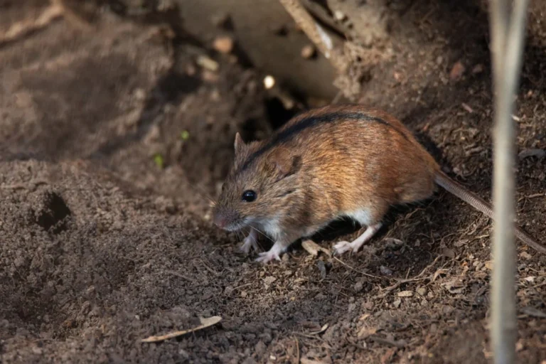 Rodent Control in Pearland, TX
