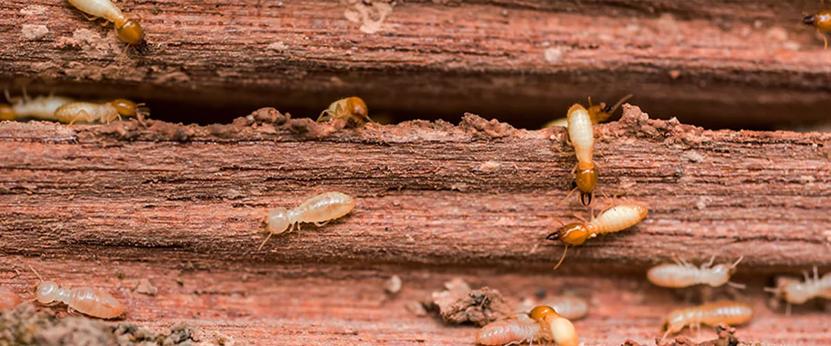 Termite damage, an invisible pest threat