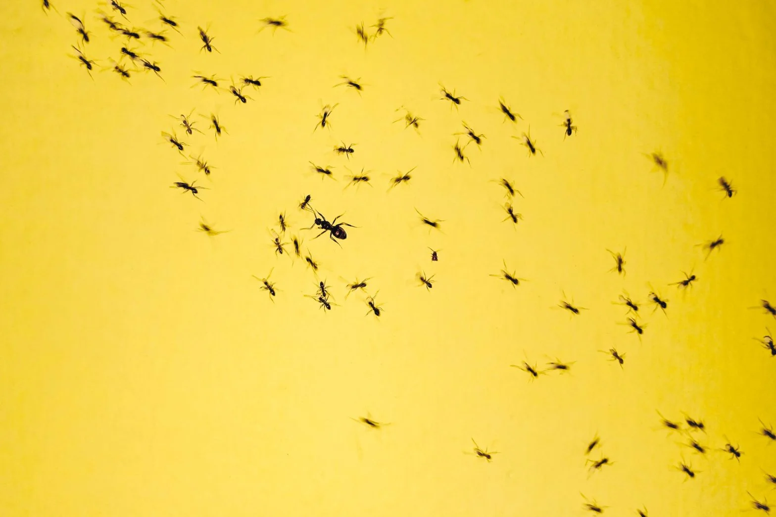 most common pests in texas homes