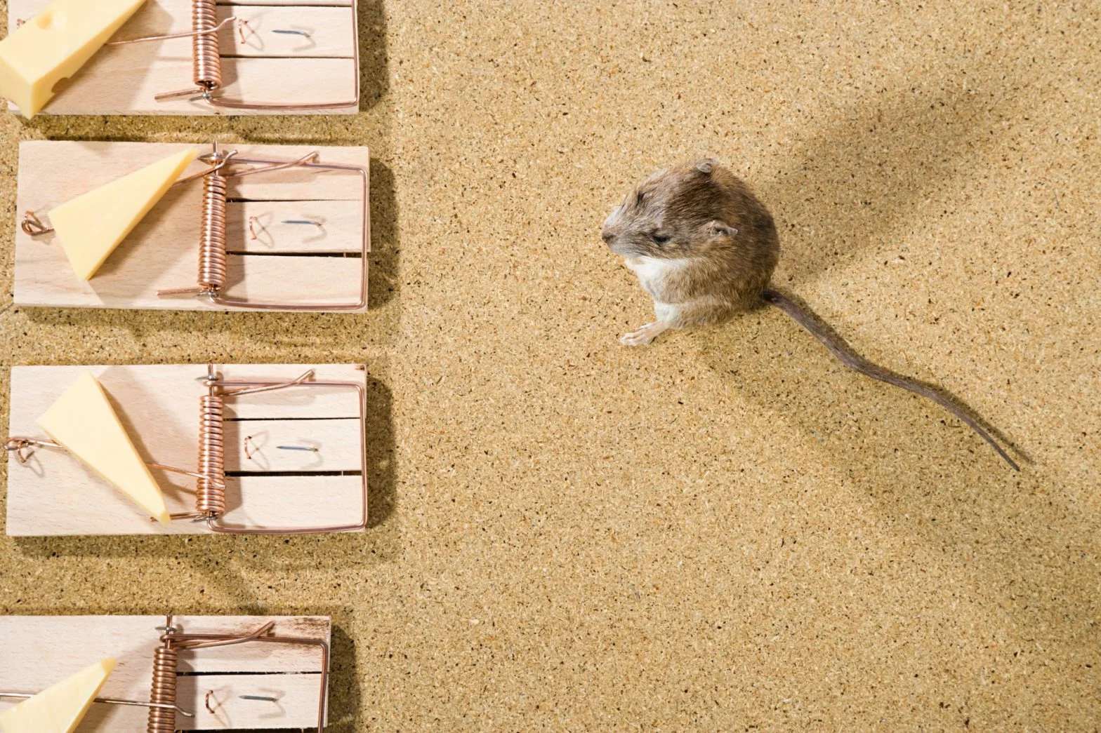 Strategies for keeping a Houston kitchen rodent-free
